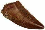 Serrated Raptor Tooth - Real Dinosaur Tooth #297799-1